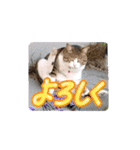 可愛いレオ君の挨拶スタンプ（個別スタンプ：17）