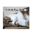 可愛いレオ君の挨拶スタンプ（個別スタンプ：23）