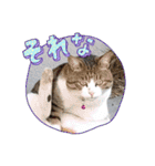 可愛いレオ君の挨拶スタンプ（個別スタンプ：27）