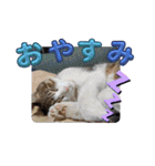 可愛いレオ君の挨拶スタンプ（個別スタンプ：32）