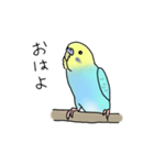 セキセイインコの可愛い1日(ブルーインボー（個別スタンプ：1）