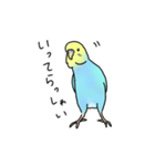 セキセイインコの可愛い1日(ブルーインボー（個別スタンプ：3）