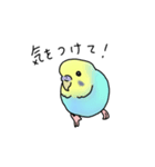 セキセイインコの可愛い1日(ブルーインボー（個別スタンプ：4）