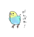 セキセイインコの可愛い1日(ブルーインボー（個別スタンプ：5）