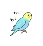 セキセイインコの可愛い1日(ブルーインボー（個別スタンプ：8）