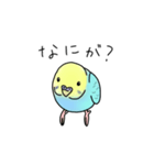 セキセイインコの可愛い1日(ブルーインボー（個別スタンプ：11）