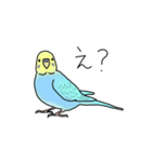 セキセイインコの可愛い1日(ブルーインボー（個別スタンプ：12）