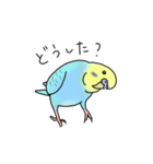 セキセイインコの可愛い1日(ブルーインボー（個別スタンプ：13）