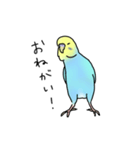 セキセイインコの可愛い1日(ブルーインボー（個別スタンプ：15）