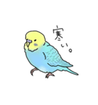 セキセイインコの可愛い1日(ブルーインボー（個別スタンプ：16）