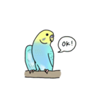 セキセイインコの可愛い1日(ブルーインボー（個別スタンプ：17）