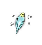 セキセイインコの可愛い1日(ブルーインボー（個別スタンプ：19）