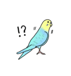 セキセイインコの可愛い1日(ブルーインボー（個別スタンプ：20）