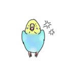 セキセイインコの可愛い1日(ブルーインボー（個別スタンプ：21）