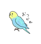 セキセイインコの可愛い1日(ブルーインボー（個別スタンプ：30）