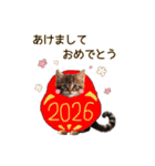 ふわふわ猫のあけおめスタンプ⭐︎2026（個別スタンプ：8）