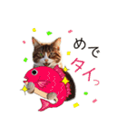 ふわふわ猫のあけおめスタンプ⭐︎2026（個別スタンプ：10）