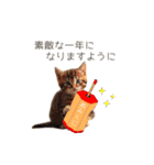 ふわふわ猫のあけおめスタンプ⭐︎2026（個別スタンプ：11）