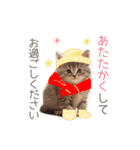 ふわふわ猫のあけおめスタンプ⭐︎2026（個別スタンプ：13）