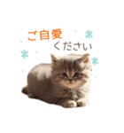 ふわふわ猫のあけおめスタンプ⭐︎2026（個別スタンプ：14）