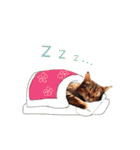 ふわふわ猫のあけおめスタンプ⭐︎2026（個別スタンプ：17）