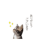 ふわふわ猫のあけおめスタンプ⭐︎2026（個別スタンプ：18）