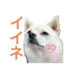 ハニハニスタンプNo.2（個別スタンプ：2）