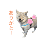 ハニハニスタンプNo.2（個別スタンプ：3）