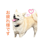 ハニハニスタンプNo.2（個別スタンプ：6）