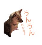 ハニハニスタンプNo.2（個別スタンプ：15）