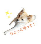 ハニハニスタンプNo.2（個別スタンプ：24）