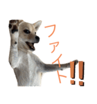 ハニハニスタンプNo.2（個別スタンプ：25）