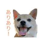 ハニハニスタンプNo.2（個別スタンプ：26）