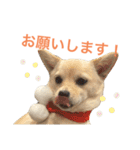 ハニハニスタンプNo.2（個別スタンプ：30）