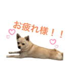 ハニハニスタンプNo.2（個別スタンプ：36）