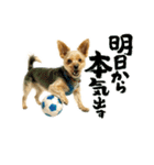ヨーキー虎太郎（個別スタンプ：3）