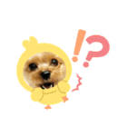ヨーキー虎太郎（個別スタンプ：24）