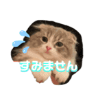 スコティッシュフォールドの日常会話用（個別スタンプ：2）