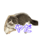 スコティッシュフォールドの日常会話用（個別スタンプ：4）