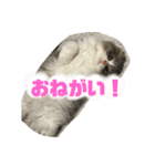 スコティッシュフォールドの日常会話用（個別スタンプ：8）
