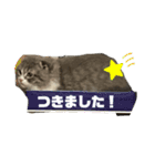スコティッシュフォールドの日常会話用（個別スタンプ：11）