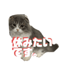 スコティッシュフォールドの日常会話用（個別スタンプ：13）
