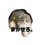 スコティッシュフォールドの日常会話用（個別スタンプ：14）