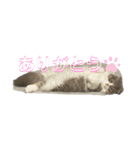 スコティッシュフォールドの日常会話用（個別スタンプ：16）