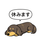 ミニチュアダックス （チョコイエロー）（個別スタンプ：16）