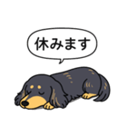 ダックス（ロング＋ブラックイエロー）（個別スタンプ：16）