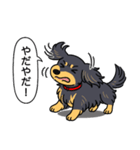 ダックス（ロング＋ブラックイエロー）（個別スタンプ：23）
