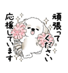 シーズー犬 2025 「丁寧な言葉・気遣い」（個別スタンプ：14）