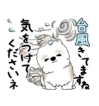 シーズー犬 2025 「丁寧な言葉・気遣い」（個別スタンプ：21）