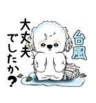 シーズー犬 2025 「丁寧な言葉・気遣い」（個別スタンプ：22）